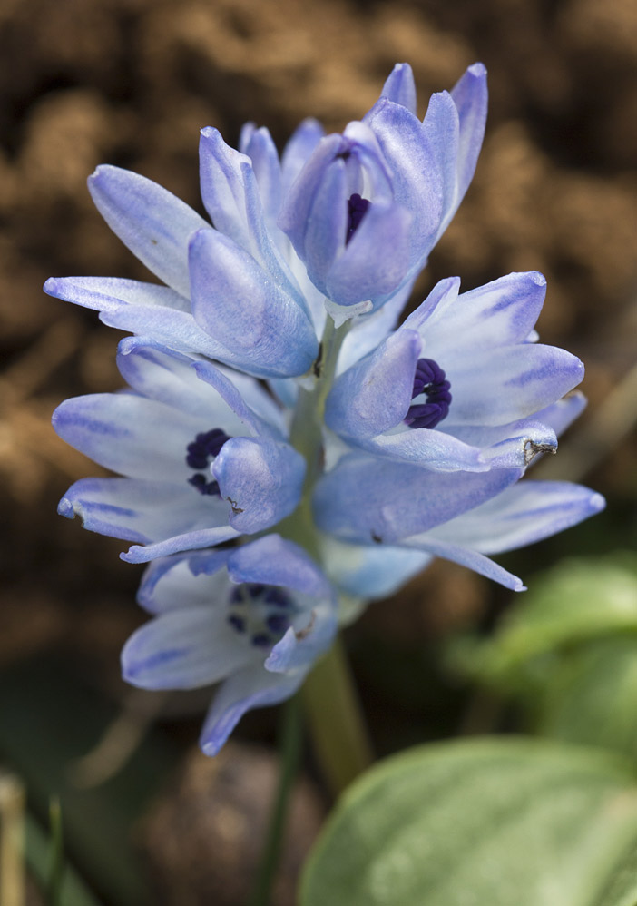 Image of Bellevalia hyacinthoides specimen.