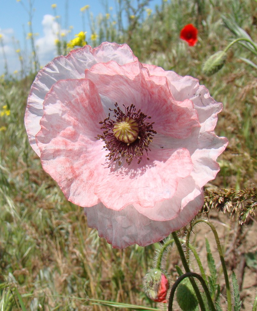 Image of Papaver rhoeas specimen.