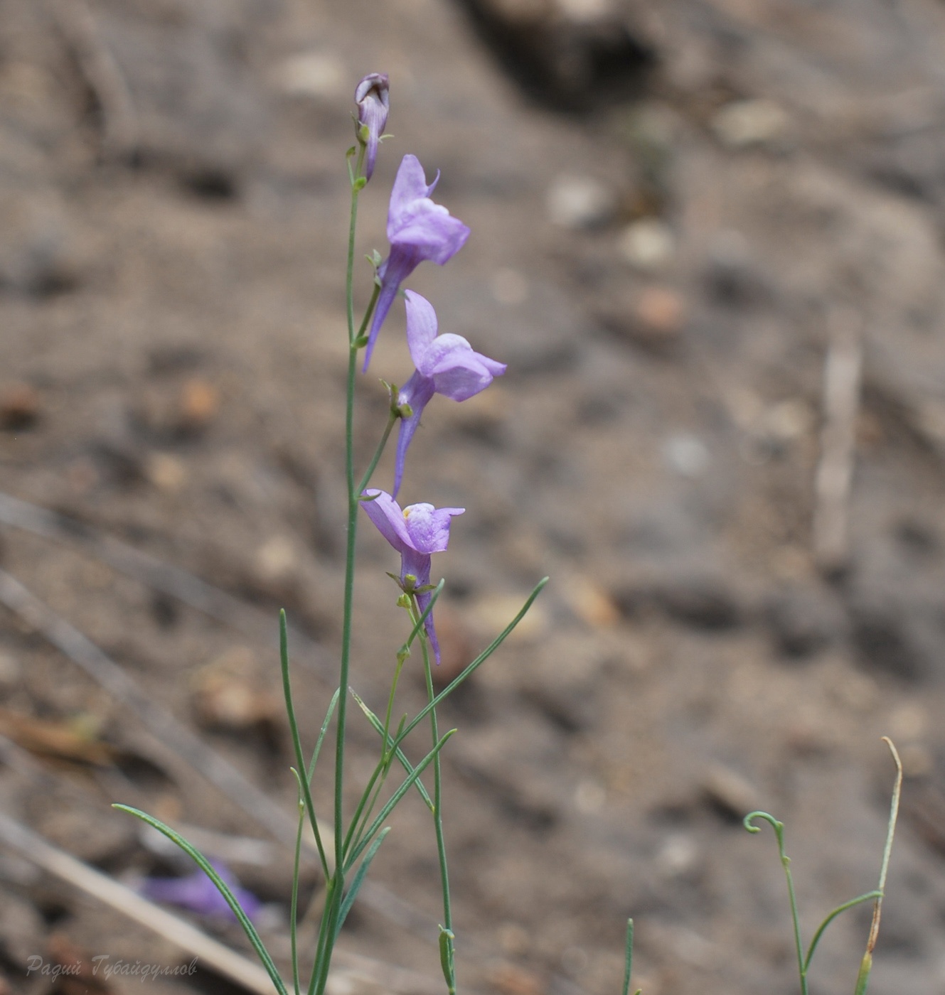 Image of Linaria volgensis specimen.