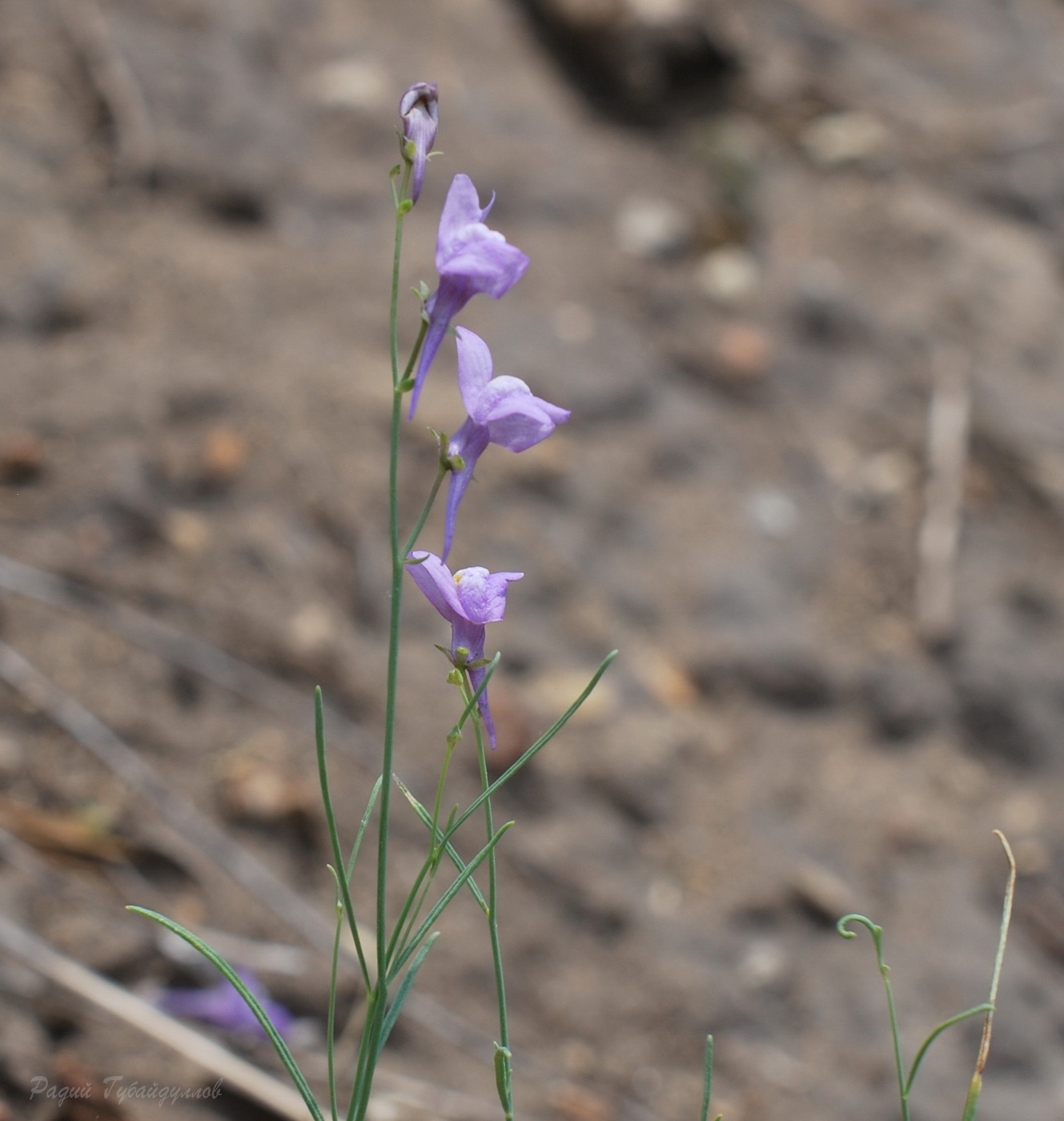 Изображение особи Linaria volgensis.