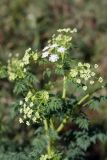 Conium maculatum. Верхушка расцветающего растения. Южный Казахстан, Сырдарьинский Каратау, р-н перевала Куюк, русло небольшого ручья. 20.05.2015.