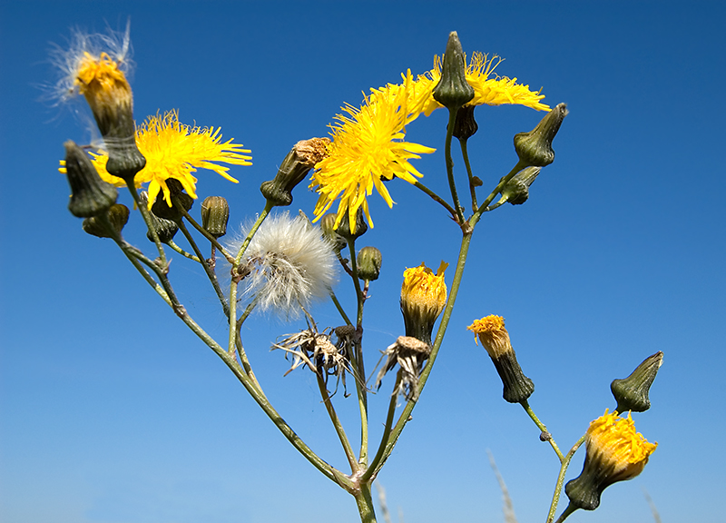 Image of Sonchus arvensis ssp. uliginosus specimen.