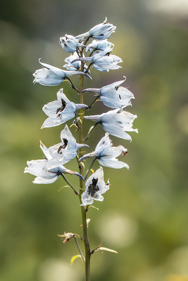 Изображение особи Delphinium flexuosum.