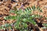 Astragalus camptoceras. Цветущее растение на краснозёмном глинистом склоне. Узбекистан, Ташкентская обл., Кибрайский р-н, окр. пос. Майский, предгорные холмы. 20.03.2016.