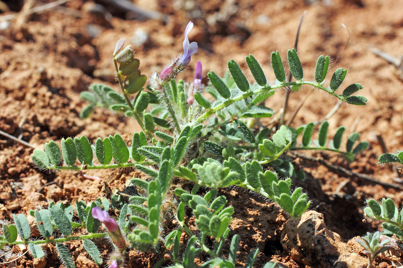 Изображение особи Astragalus camptoceras.