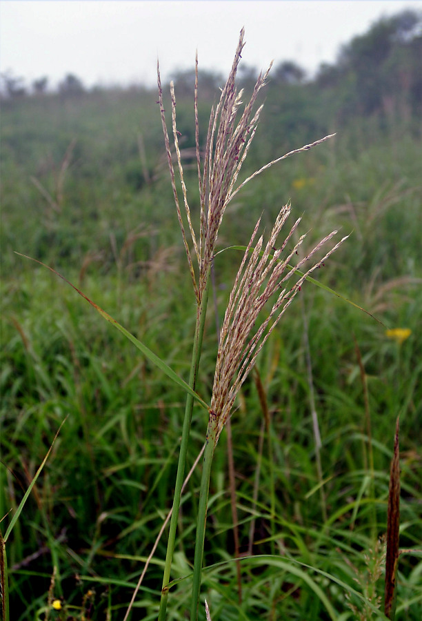 Изображение особи Miscanthus sinensis.