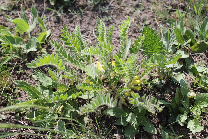 Image of Astragalus pubiflorus specimen.