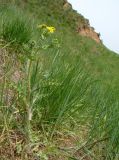 Senecio vernalis