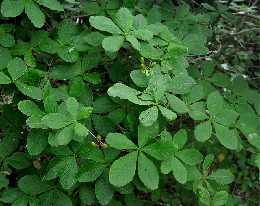 Изображение особи Rhododendron schlippenbachii.