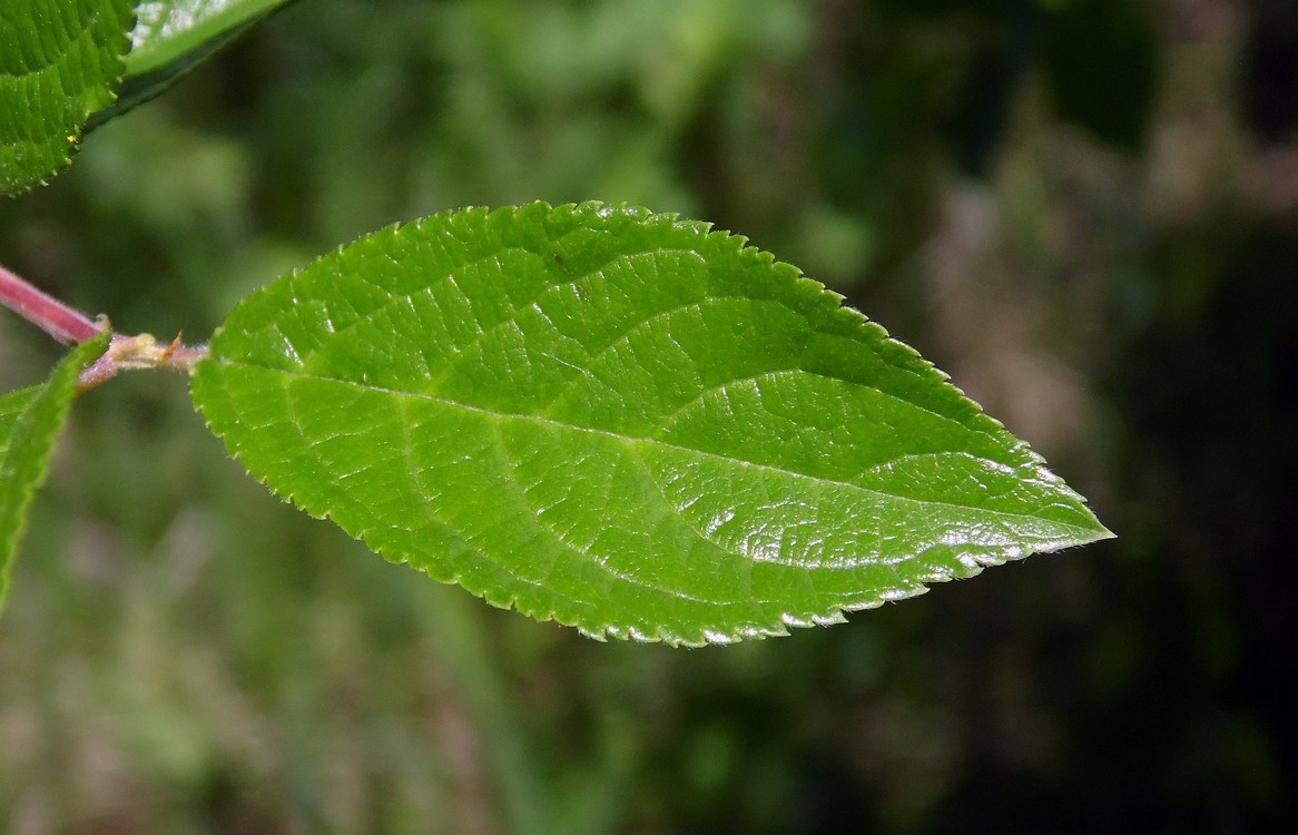 Image of Prunus stepposa specimen.