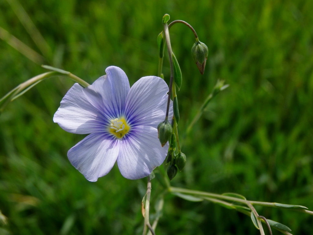 Image of Linum austriacum specimen.