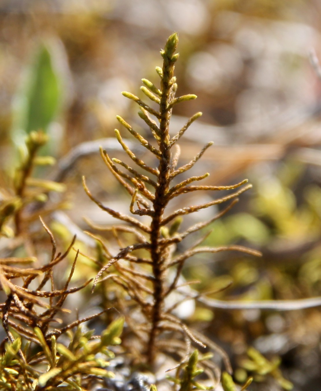 Image of Abietinella abietina specimen.