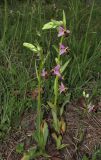 Ophrys oestrifera. Цветущие растения. Крым, окр. Феодосии, хр. Тепе-Оба, нарушенная степь в междурядьях искусственного леса из сосны крымской с примесью лиственных деревьев и кустарников. 10 мая 2016 г.