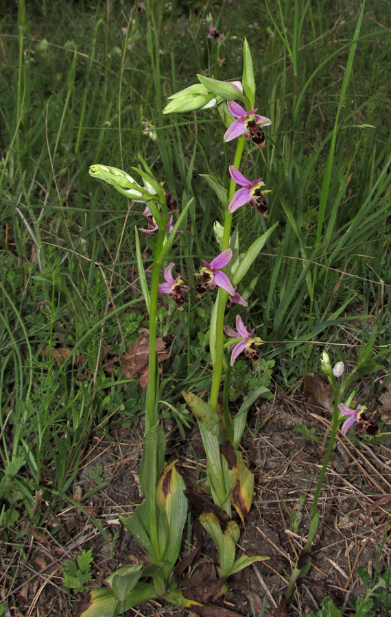 Изображение особи Ophrys oestrifera.