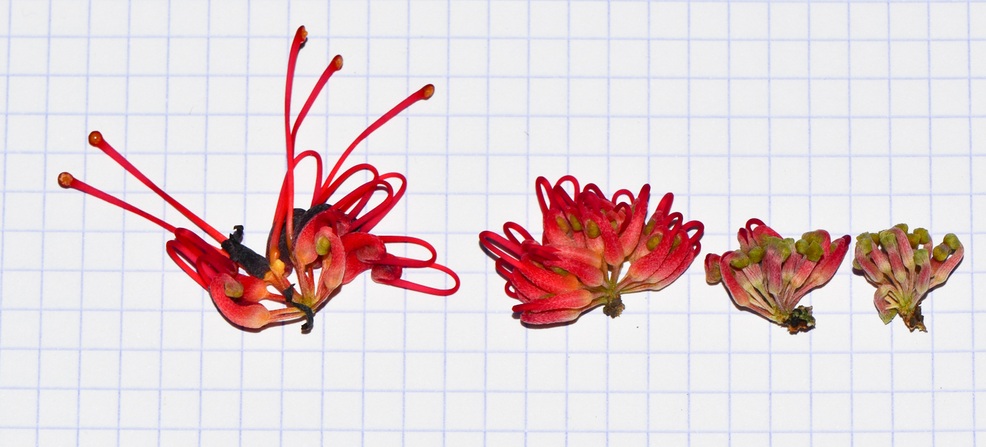 Изображение особи Hakea orthorrhyncha.