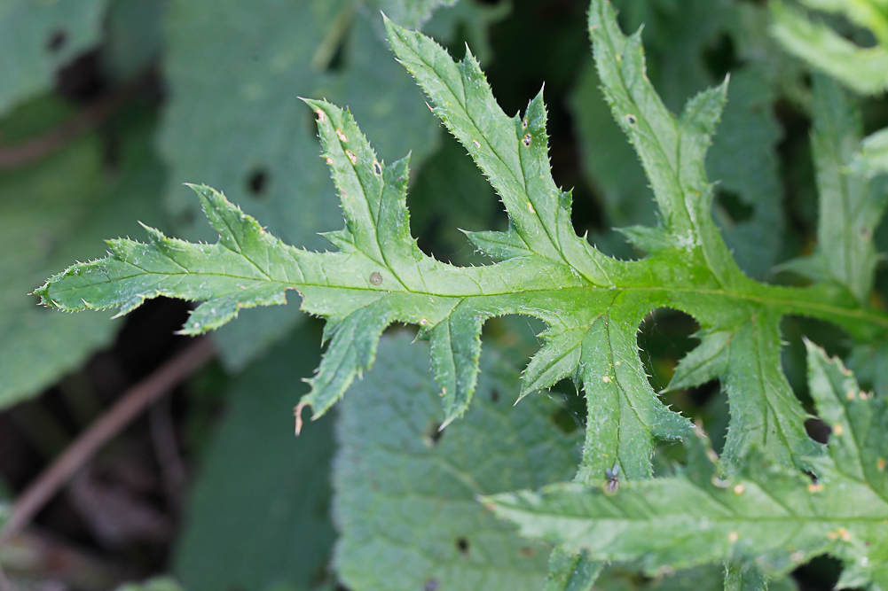 Image of Echinops sphaerocephalus specimen.