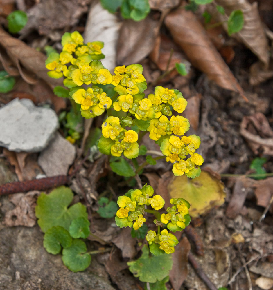 Изображение особи Chrysosplenium alternifolium.