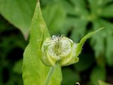 Lychnis fulgens