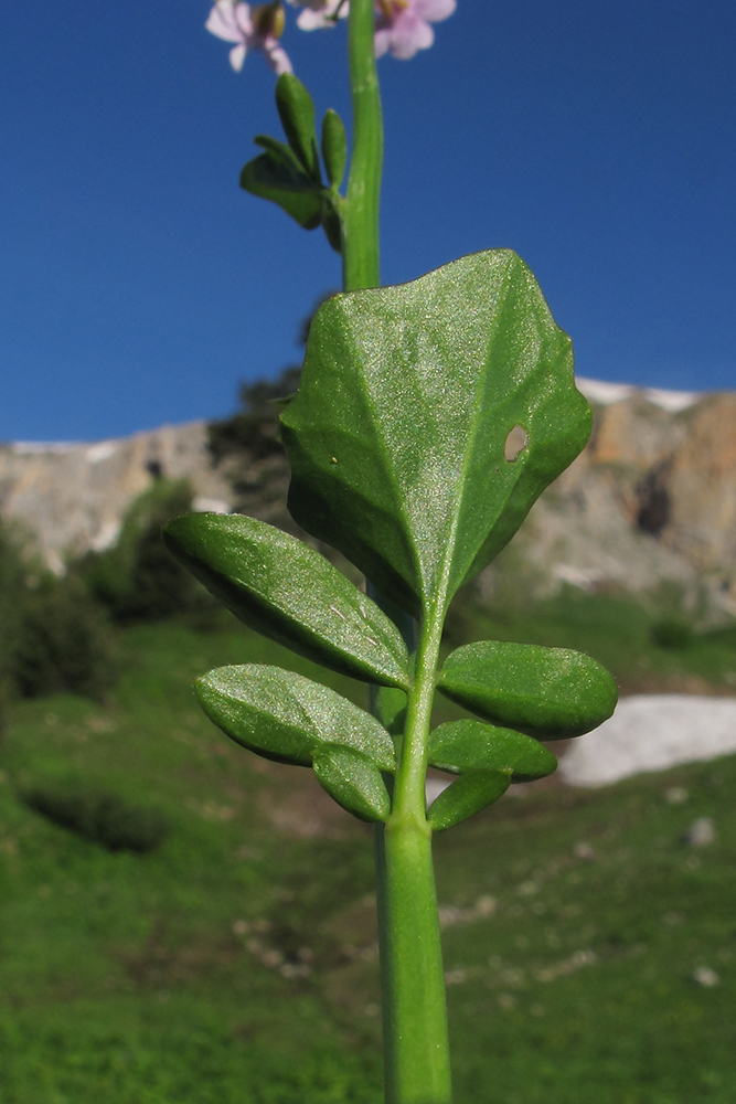 Image of Cardamine seidlitziana specimen.