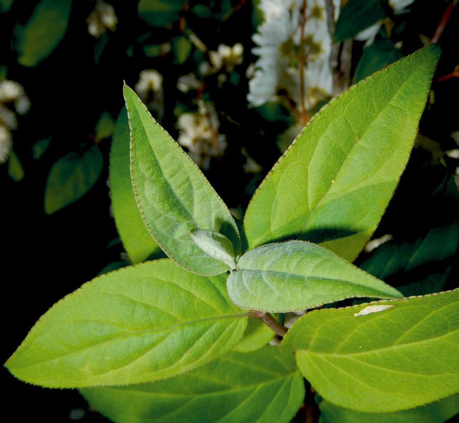 Изображение особи Deutzia scabra var. candidissima.
