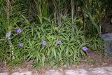 Ruellia simplex. Цветущее растение. Израиль, Шарон, г. Тель Авив, парк тропических растений. 05.08.2018.