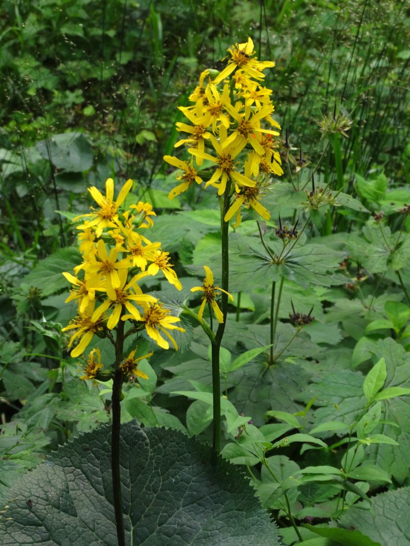 Изображение особи Ligularia fischeri.