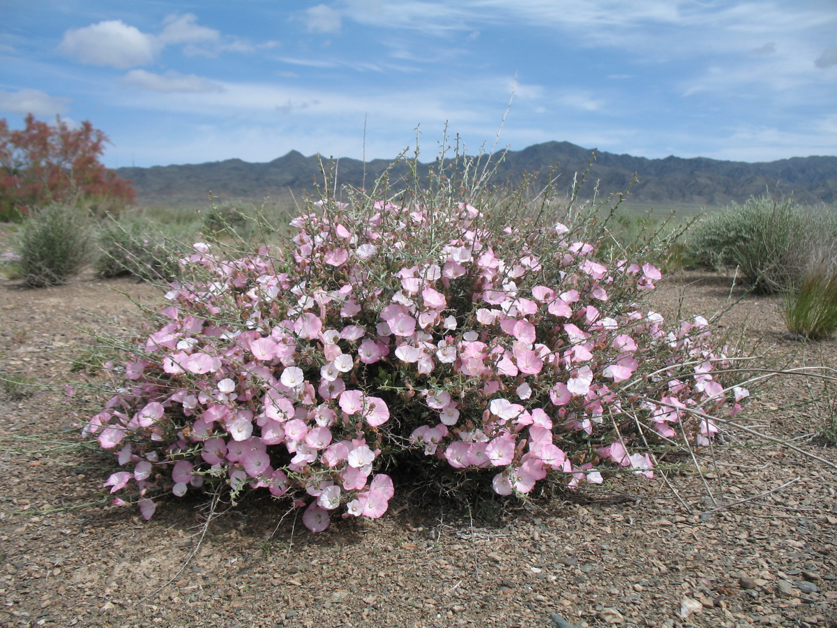 Изображение особи Convolvulus fruticosus.