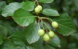 genus Crataegus