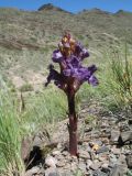 Orobanche amoena f. colossea