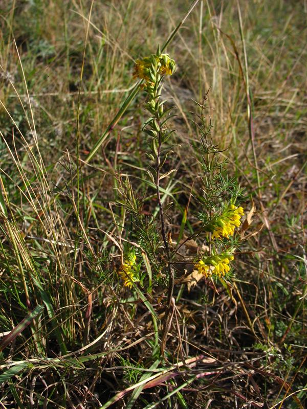 Изображение особи Orthanthella lutea.