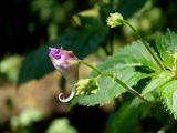 Impatiens furcillata. Цветок. Приморье, окр. г. Находка, в лесу у ручья. 08.08.2016.