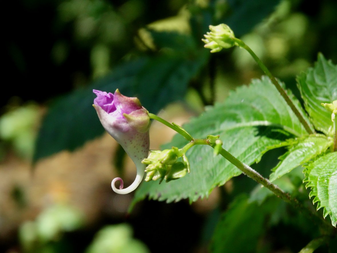 Изображение особи Impatiens furcillata.