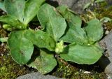 Plantago uliginosa. Плодоносящее растение. Нидерланды, г. Маастрихт, уличная мостовая. Июль.