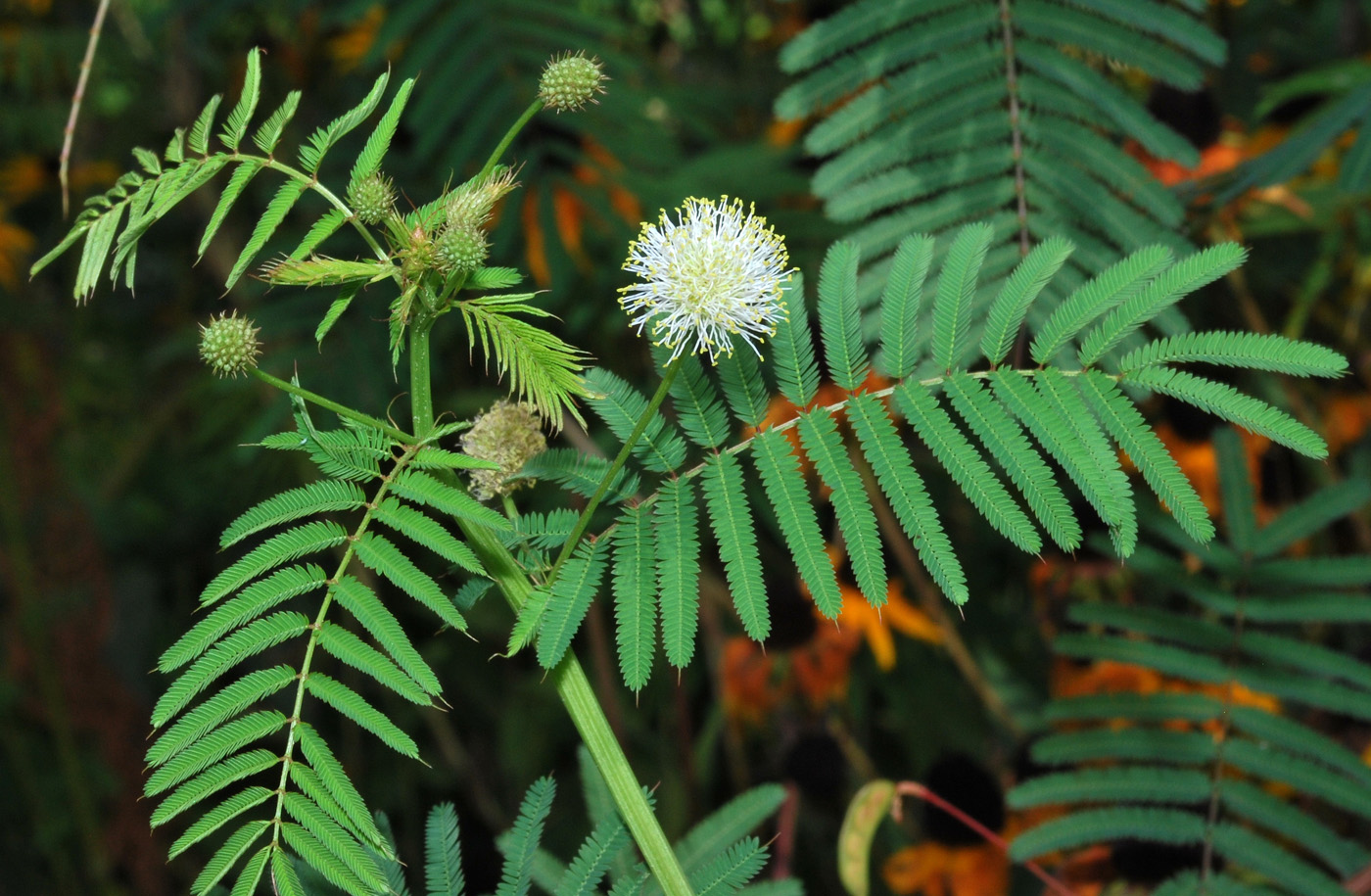 Изображение особи Desmanthus illinoensis.