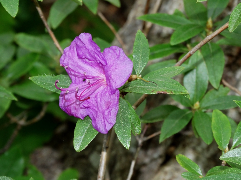 Изображение особи Rhododendron mucronulatum.