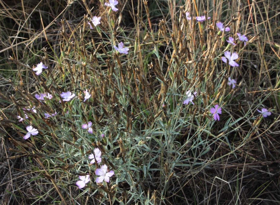 Изображение особи Dianthus uralensis.