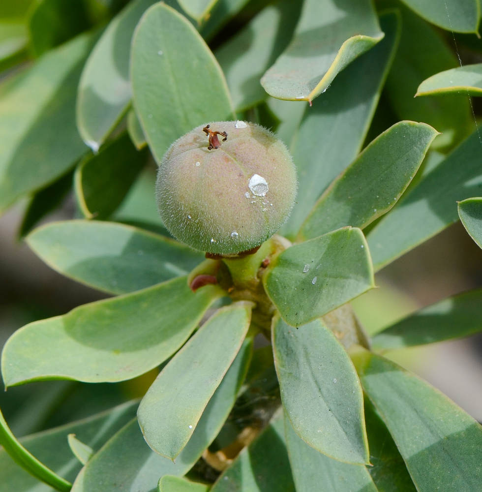 Image of Euphorbia balsamifera specimen.