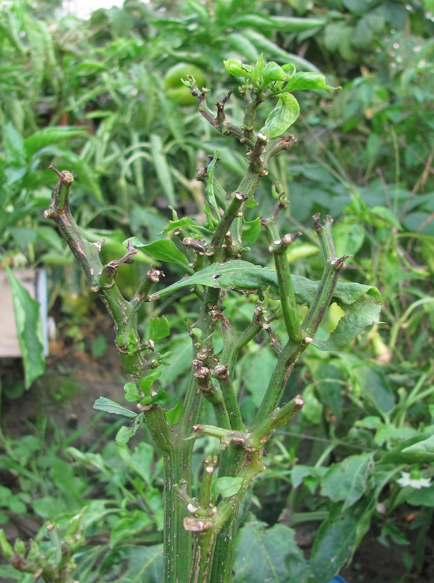Изображение особи Capsicum annuum.