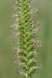 Cynosurus cristatus