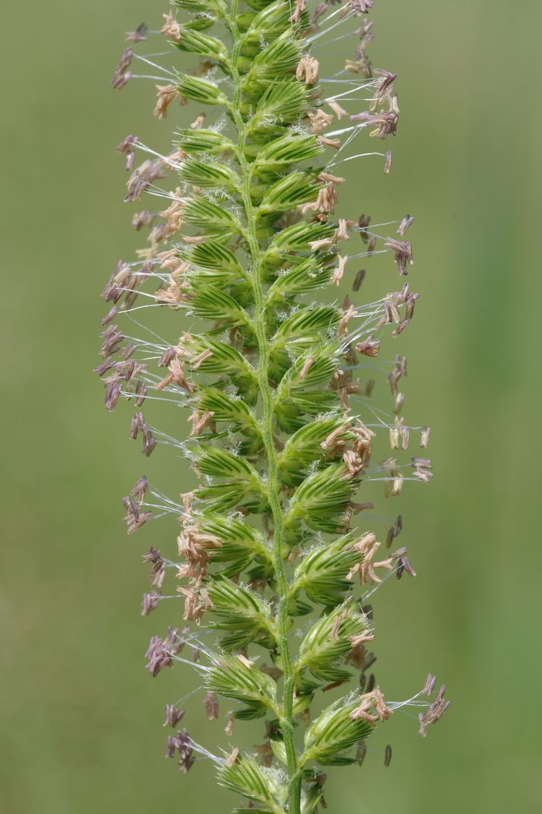 Image of Cynosurus cristatus specimen.