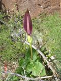 Arum rupicola