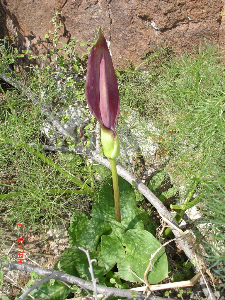 Изображение особи Arum rupicola.