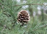 Larix kaempferi