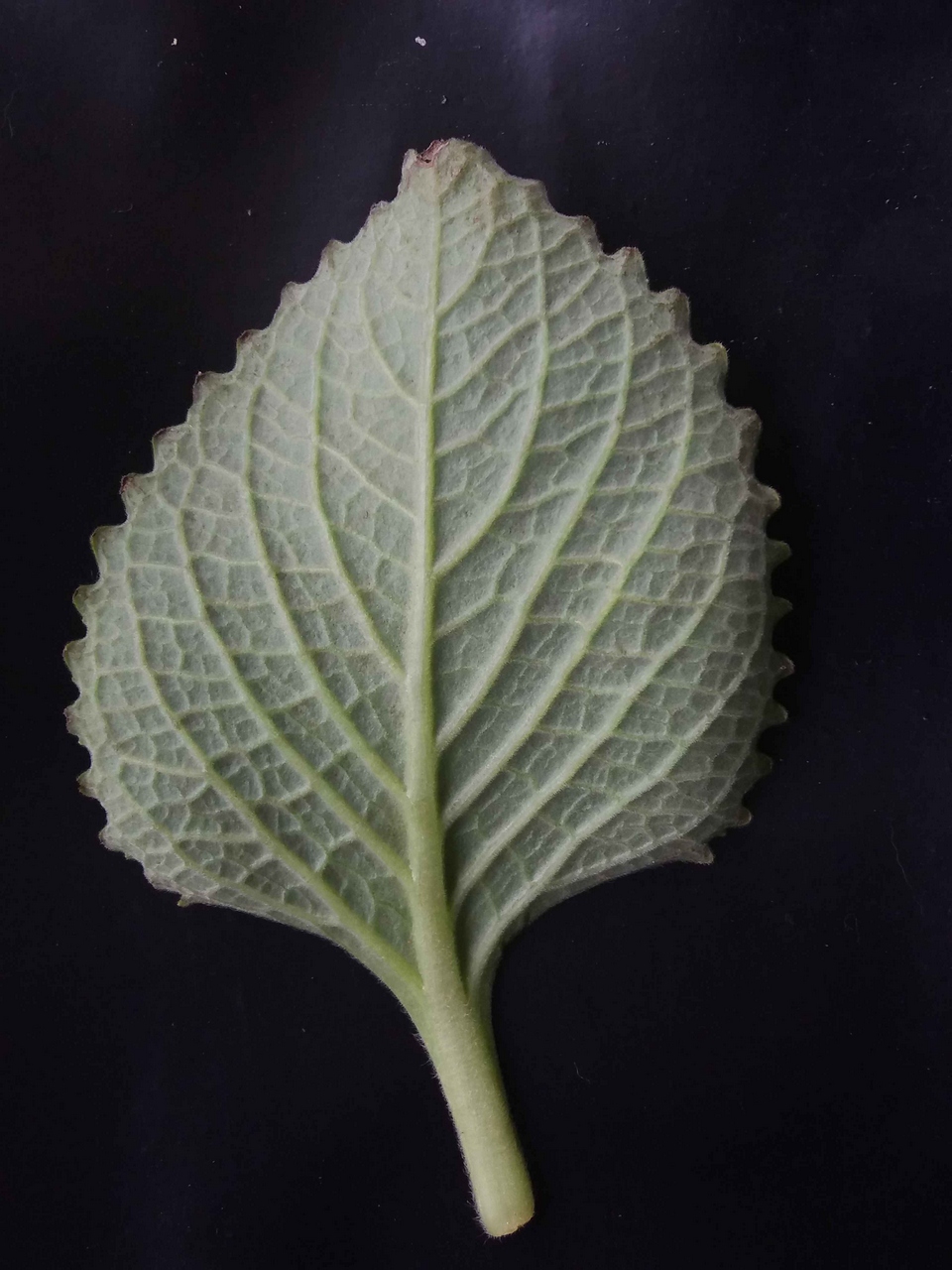 Image of Agastache foeniculum specimen.