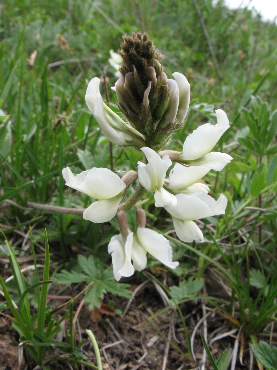 Image of Oxytropis ochroleuca specimen.