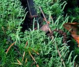 Cladonia coniocraea. Первичные (листоватые) талломы и вторичные талломы (подеции) в окружении гаметофитов Polytrichum. Московская обл., Раменский р-н, окр. ж.-д. платформы Хрипань, смешанный лес у ЛЭП. 01.10.2015.
