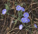 Linum austriacum. Цветущее растение (вид сверху). Крым, Красноперекопский р-н, вблизи Сиваша. 19.07.2009.