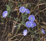 Linum austriacum