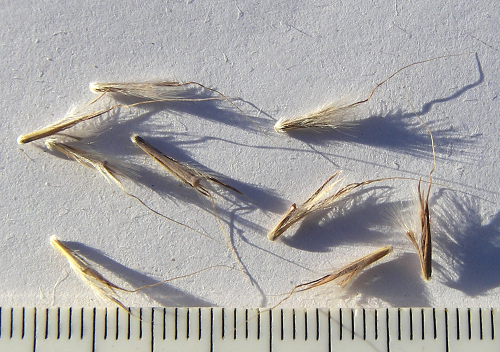 Image of Schizachyrium scoparium specimen.