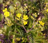 Potentilla chinensis. Верхушка цветущего растения. Амурская обл., Бурейский р-н, окр. с. Малиновка. 17.07.2016.